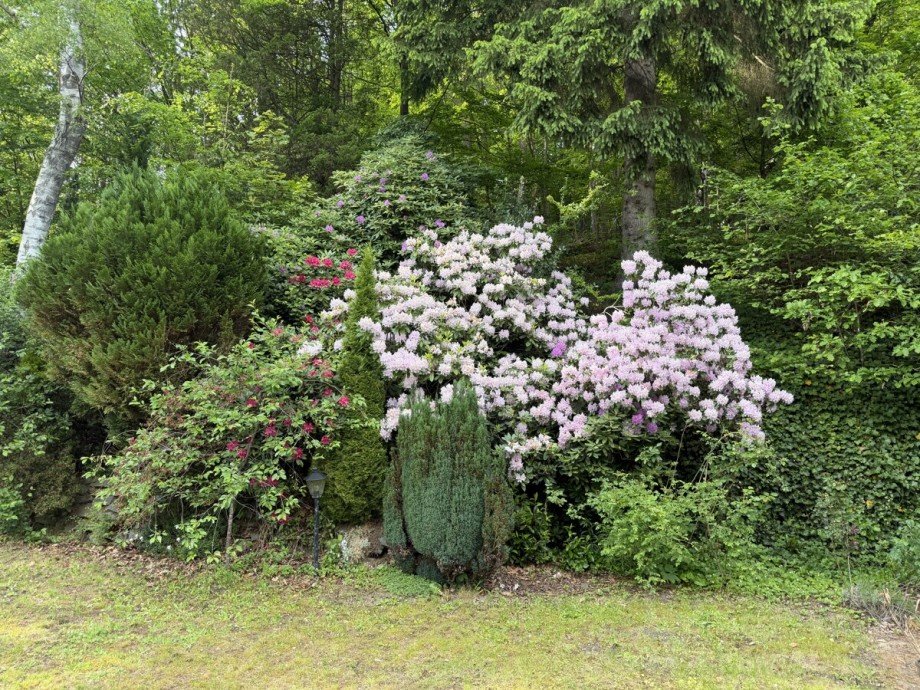 Rhododendron Einfamilienhaus L�denscheid