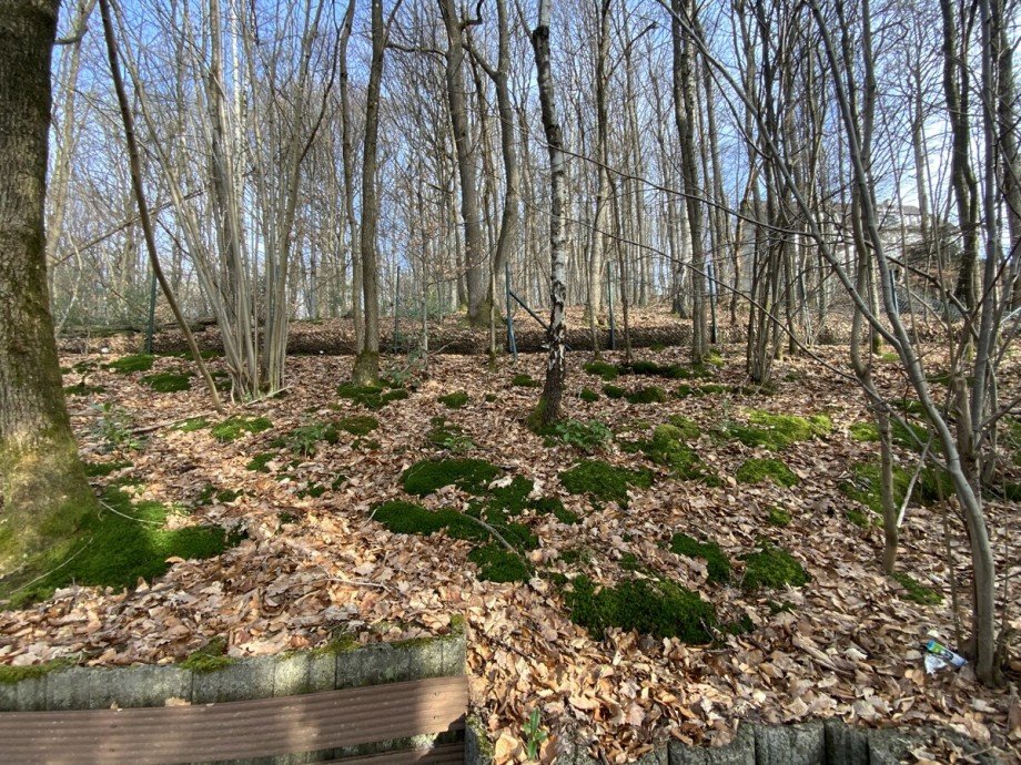 Wald Einfamilienhaus L�denscheid